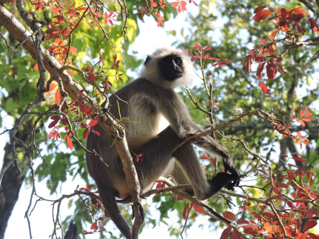 primates in india