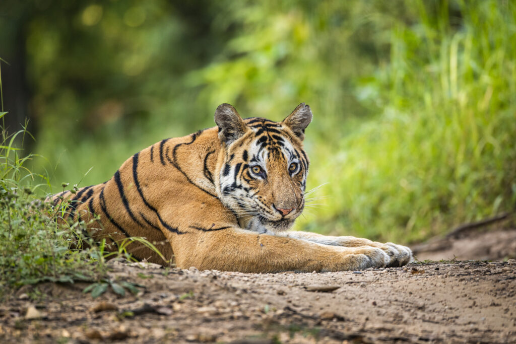 KANHA NATIONAL PARK: ICONIC TIGER SAFARI DESTINATION