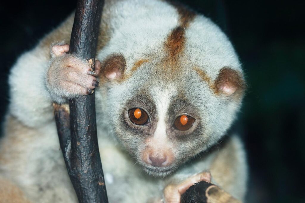 Bengal Slow Loris