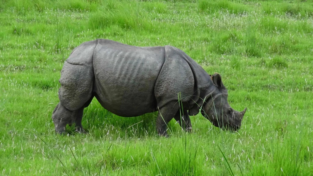 one-horned rhinoceros