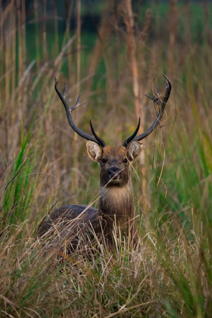 barasingha