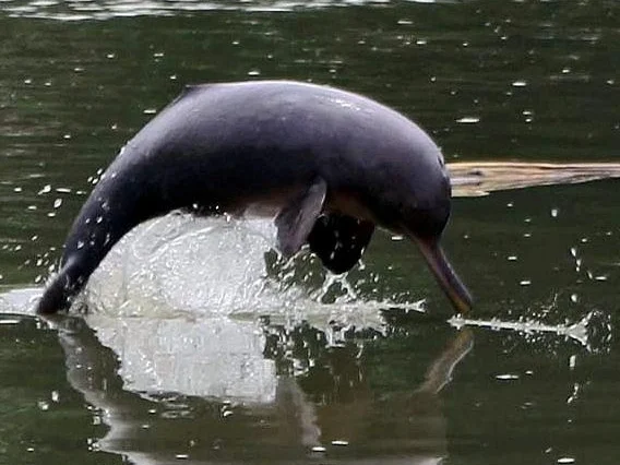 gangetic dolphin