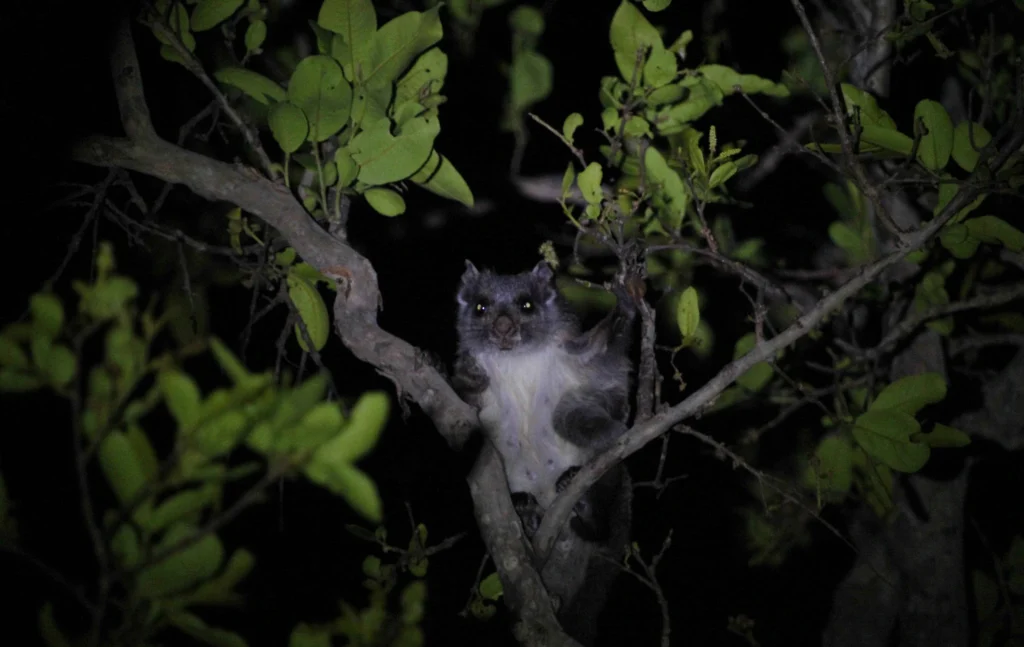 Indian giant flying squirrel