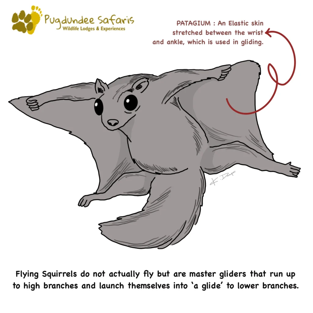  flying squirrels adaptations for gliding