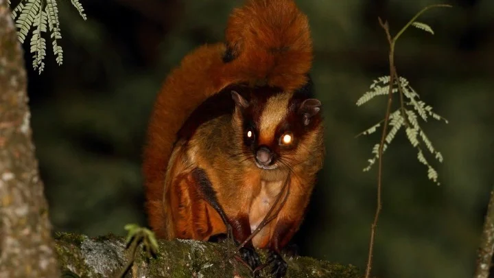 Bhutan giant flying squirrel