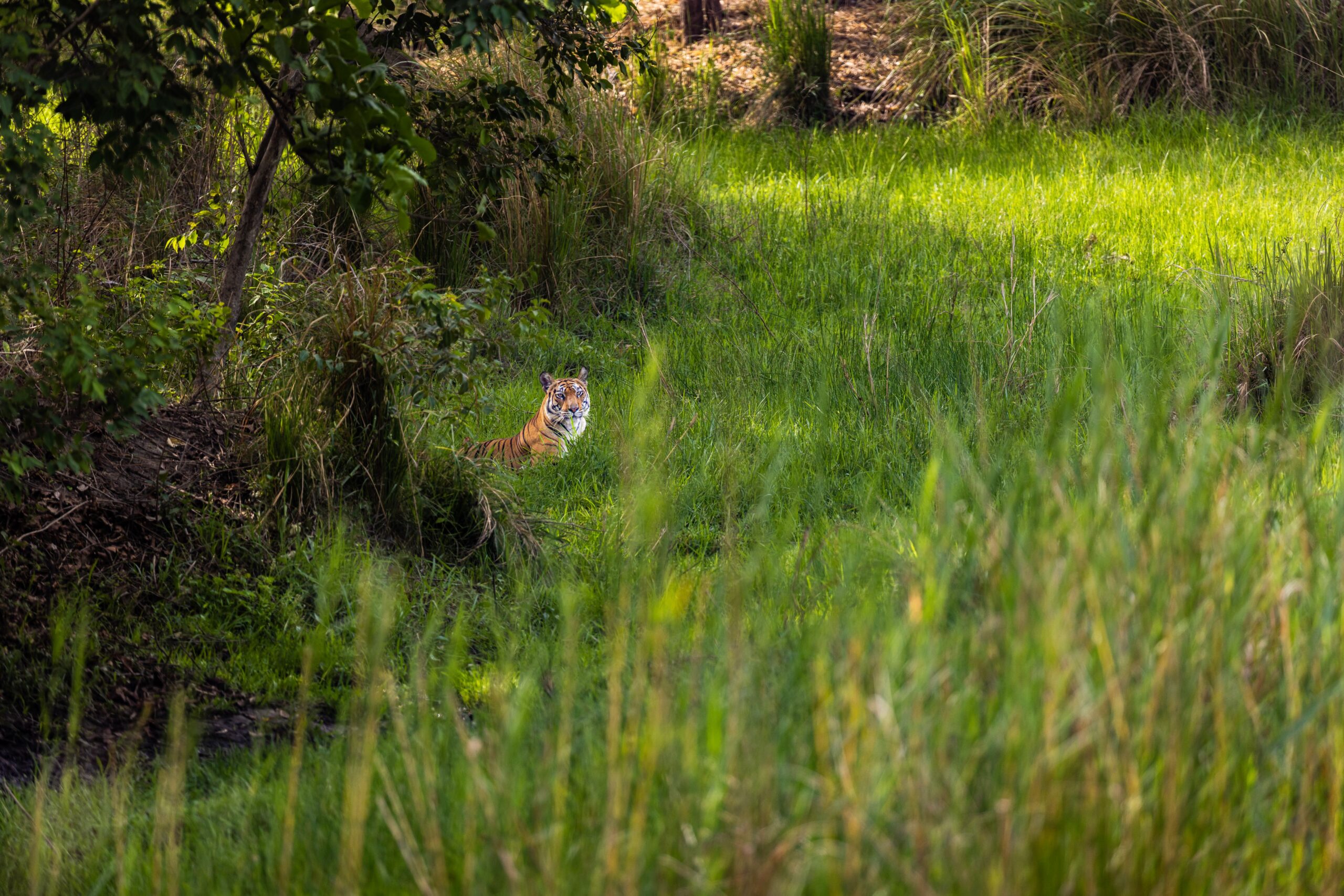 a tiger resting amidst long green grass