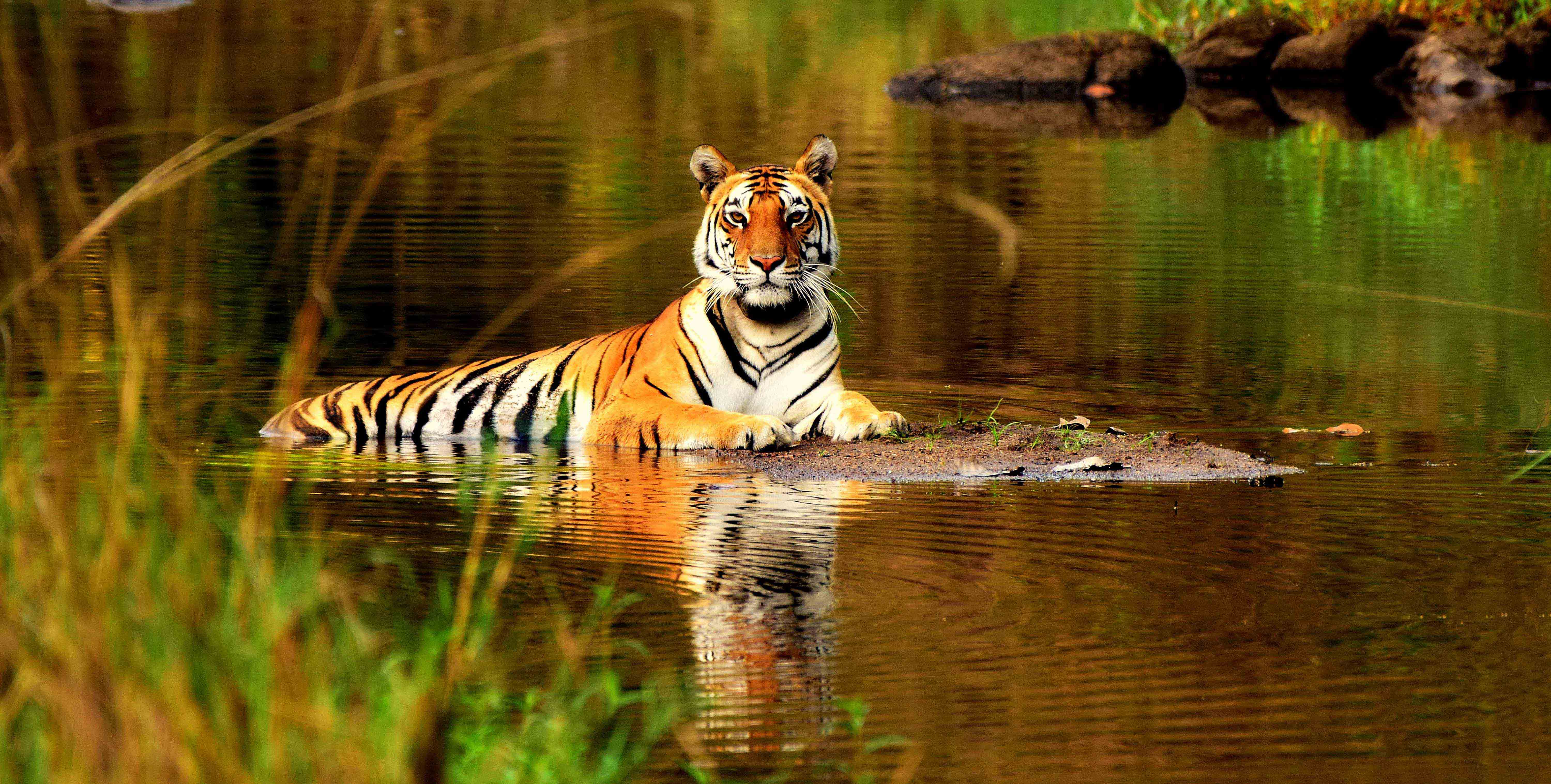 tiger safari as