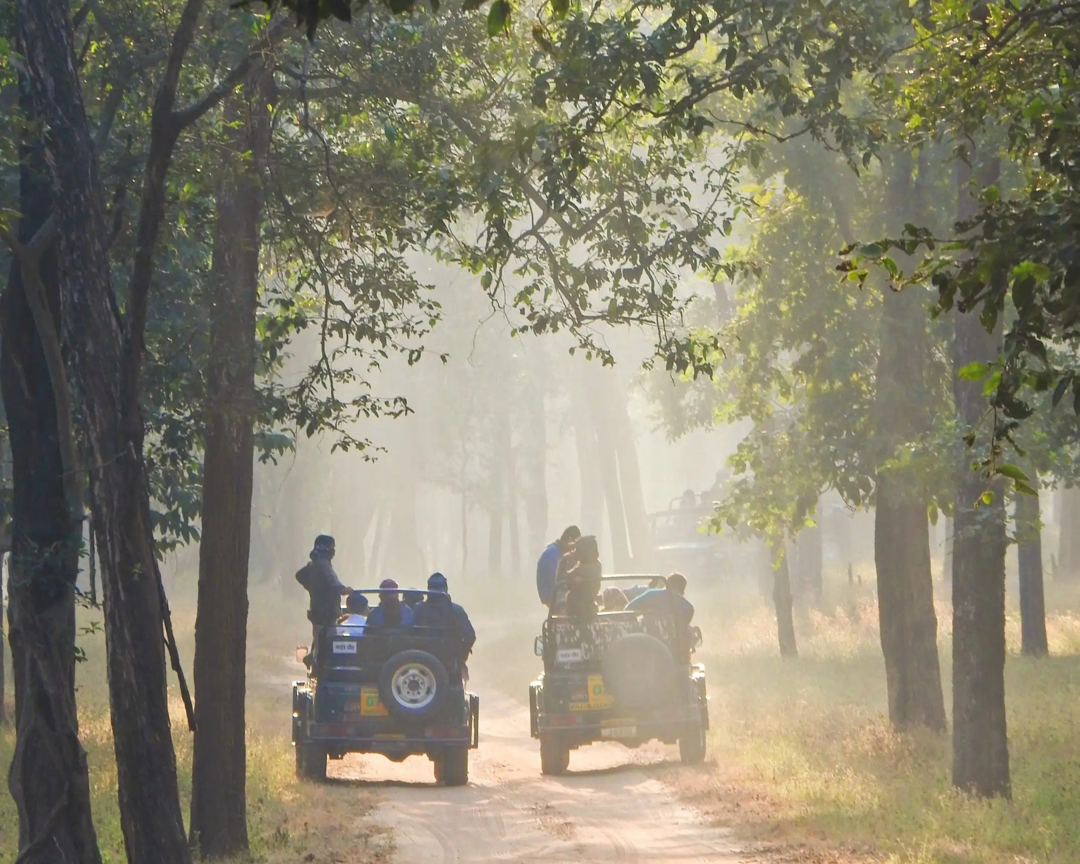 Jeep Safaris in Bandhavgarh