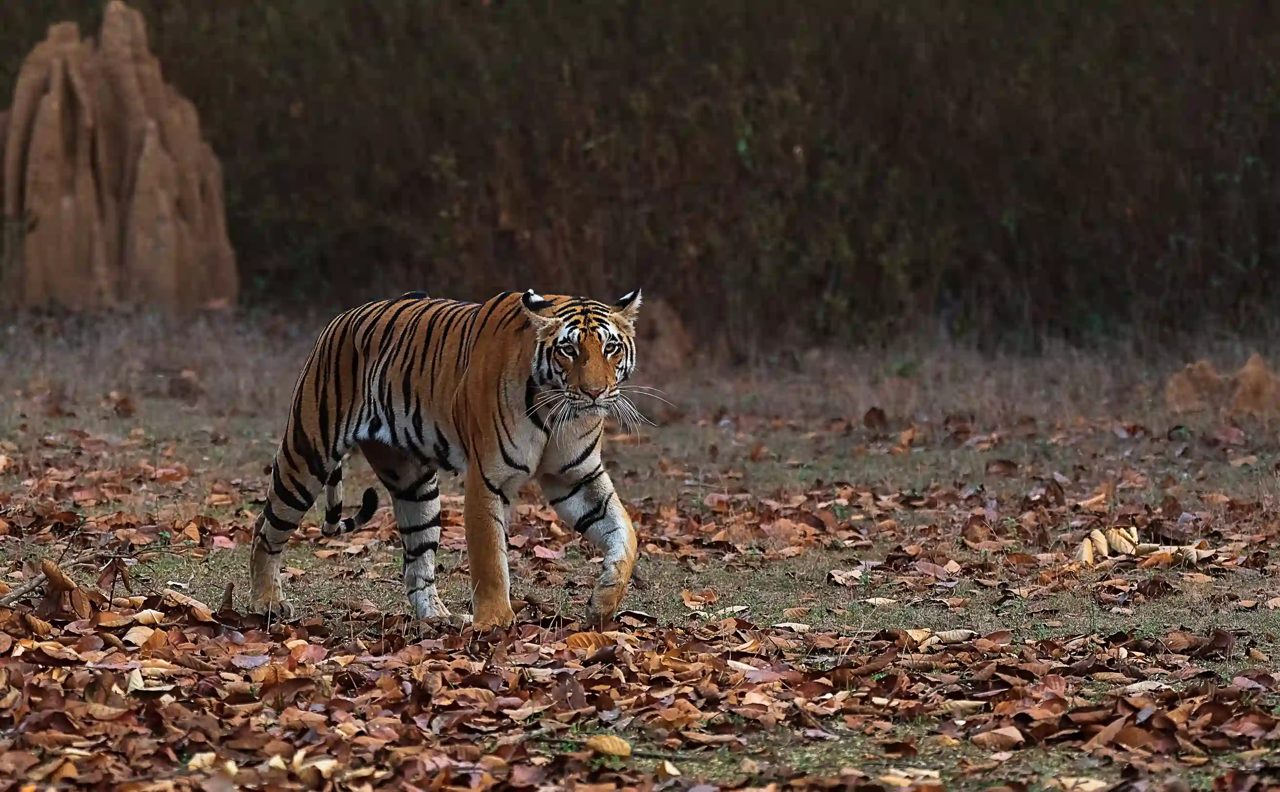 Top 5 Things to do in Kanha