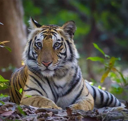 Bandhavgarh-National-Park