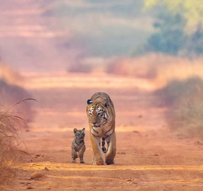 Tadoba-National-Park