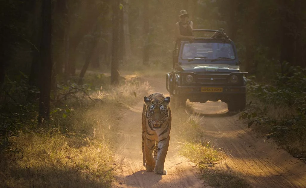 panna-national-park