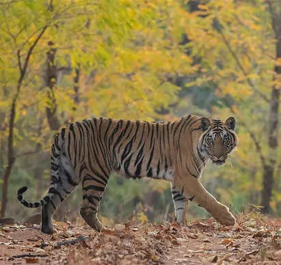 Satpura-Tiger-Reserve