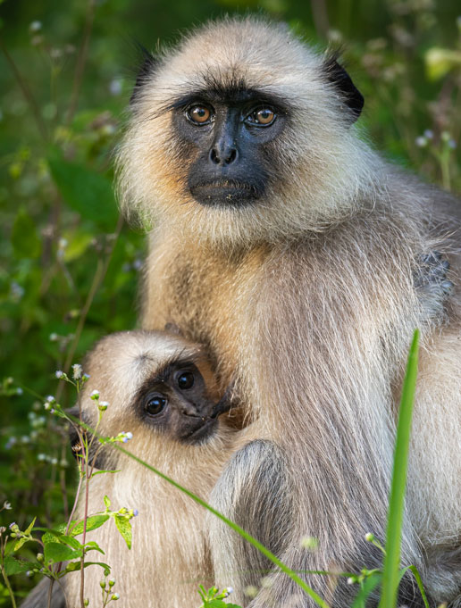 Kanha Bandhavgarh Wildlife Tour