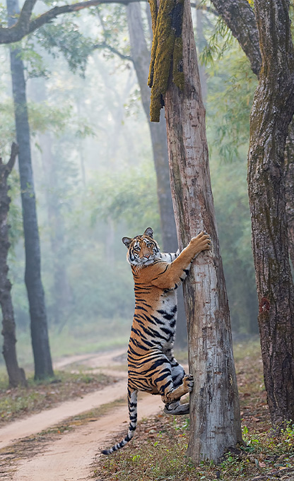 Great India Tiger Safari